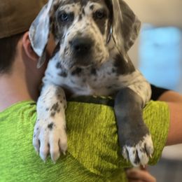 Great Dane Puppies from Blue Mountain Great Danes LLC