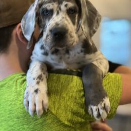 Great Dane Puppies from Blue Mountain Great Danes LLC