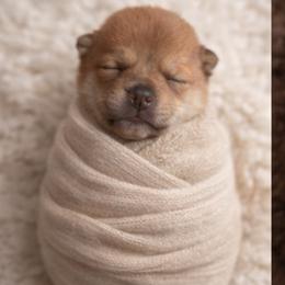 Riki   (Boy 4) - Red male Shiba Inu puppy in Denver, Colorado from Diamonds In The Ruff Boston Terriers