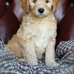 Goldendoodle Puppies from Regal Doodles