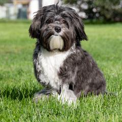 Lowchen Puppies from Dragonne Lowchen