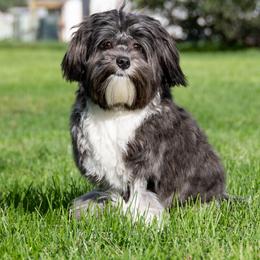 Lowchen Puppies from Dragonne Lowchen