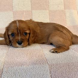 Cavalier King Charles Spaniel and Cavapoo Puppies from Cumberland Cavaliers