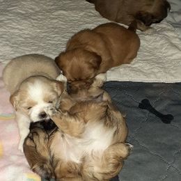 Shih Tzu Puppies from Highland Farms Shih Tzu & Imperial Beauties