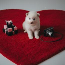 Lila - White female Pomsky puppy in Bucyrus, Missouri from Hill Top Pomskies