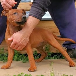 Staffordshire Bull Terriers from Steadfast Staffords