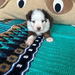 Rooster - Red tri male Toy Australian Shepherd puppy in Needham, Indiana from Tiny Toy Aussies