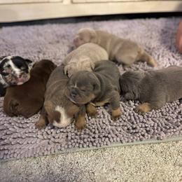 Aussiedoodle, Bulldog, Miniature Australian Shepherd, Poodle, and Toy Australian Shepherd Puppies from Mowry Creek Mini Aussiedoodles and More