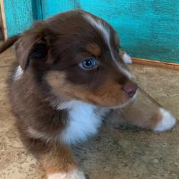 Sage [Red Tri Female, with Tail] - Miniature Australian Shepherd puppy from Starry-Eyed Mini Aussies with Tails