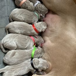Weimaraner Puppies from Golden Hill’s Weimaraner’s