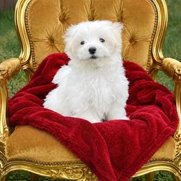 Beauty and the Beasts Gaston - White male Maltese puppy in Liverpool, Pennsylvania from Miracles With Paws