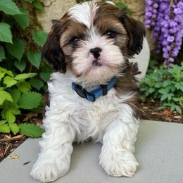 Lucas - Gold and white male Cavatzu puppy in Oklahoma from Rocky Oak Cavaliers & Biewer Terriers LLC