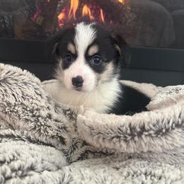 Nala - Black and tan female Pembroke Welsh Corgi puppy in Washington from KB Corgis