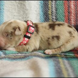 Sweetie - Red merle female Miniature Australian Shepherd puppy in Kissee Mills, Missouri from Clinkenbeard Kennel