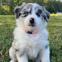 Briar - Blue merle female Australian Shepherd puppy in Albany County, New York from Allie Acres Australian Shepherds