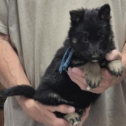 Girl 3 Lavender - Black and tan female German Shepherd puppy in Lake George, Colorado from High Country German Shepherds