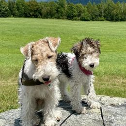Wire Fox Terrier Puppies from What the Fox - Wire Fox Terrier