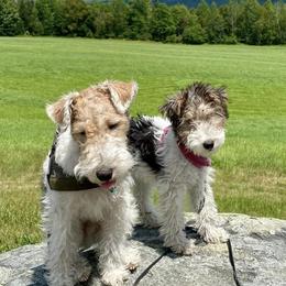 Wire Fox Terrier Puppies from What the Fox - Wire Fox Terrier