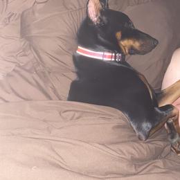 Doberman Pinscher Puppies from Jensen Dobermans