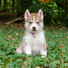 Cider - Red and white male Siberian Husky puppy in Knoxville, Tennessee from The Siberian Empire
