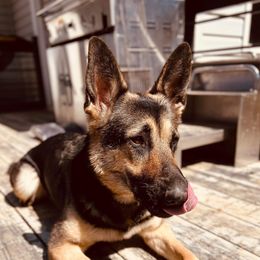 Kaia - German Shepherd