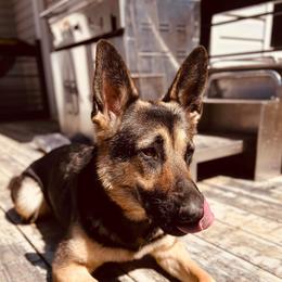 Kaia - German Shepherd