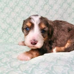 Nalu - Blue Eyes - Merle female Bernedoodle puppy in Bowling Green, Ohio from Windy Creek Doodles