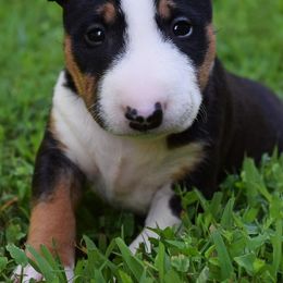 Miniature Bull Terrier Puppies from Rossi River Minibulls
