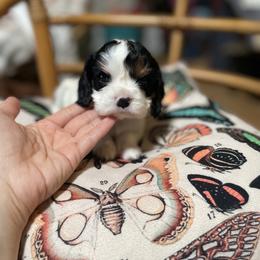 Lizzie - Tri-color female Cavalier King Charles Spaniel puppy in Phoenix, Arizona from Larisa's Cavaliers