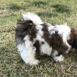 Shih Tzu Puppies from Willow Lane Shih Tzus