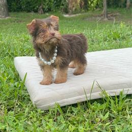 Bella - Chocolate and tan female Yorkshire Terrier puppy in Florida from Puppies Forever 💙❤️🐶