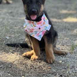 German Shepherd Puppies from Pridelands
