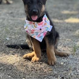 German Shepherd Puppies from Pridelands