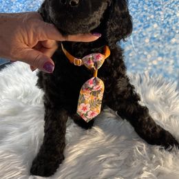 Poodle Puppies from Abbott Standard Poodles