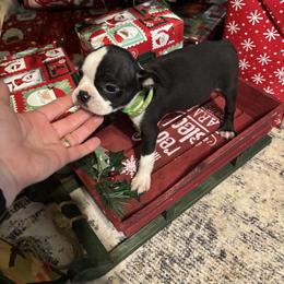 Black Male, green collar - Black and white male Boston Terrier puppy in Mc Donough, Georgia from Ballard Boston Terriers