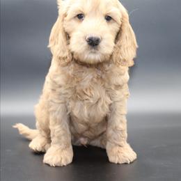 Big Ben - Gold male Australian Cobberdog puppy in Bellingham, Minnesota from Whispering Prairie Australian Cobberdog