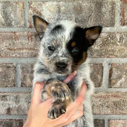 Boy 4 - Blue male Australian Cattle Dog puppy in Irvington, Kentucky from Dry Valley’s Australian Cattle Dogs