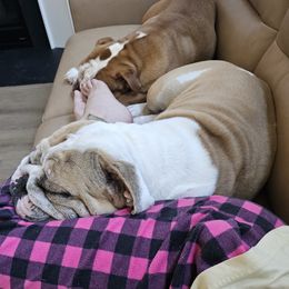 Waffles - Bulldog