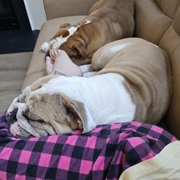 Waffles - Bulldog