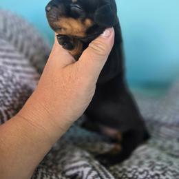 Midnight - Black and tan male Dachshund puppy in Riverdale, Utah from Holly Jolly Dachshunds