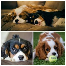 Cavalier King Charles Spaniel All Grown Up from Phoenix Cavaliers - Cavalier King Charles Spaniels