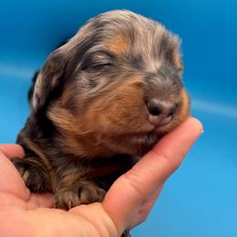 Ansley - Dapple female Dachshund puppy in Richmond, Kentucky from Cemcade Dachshunds