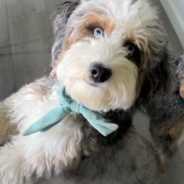 Whiskey - Bernedoodle