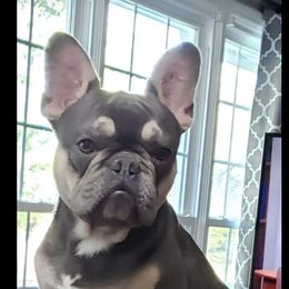Pistol - French Bulldog