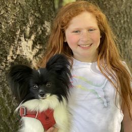 Papillon All Grown Up from DogBond Papillons