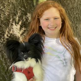 Papillon All Grown Up from DogBond Papillons