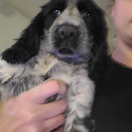 English Springer Spaniel Puppies from Savannah River Springers