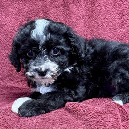 Cassanova - Black & white Maltipoo puppy in Mabelvale, Arkansas from Durham's Designer Poos