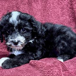 Cassanova - Black & white Maltipoo puppy in Mabelvale, Arkansas from Durham's Designer Poos