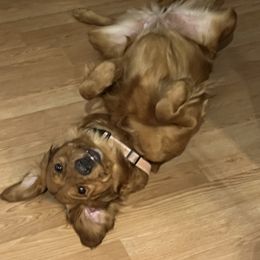 Golden Retriever Puppies from Graceful Goldens